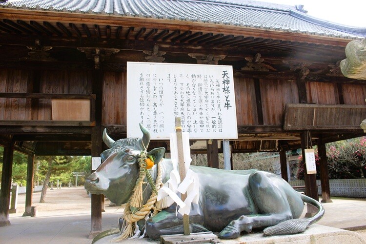 今治市 綱敷天満宮 御神牛