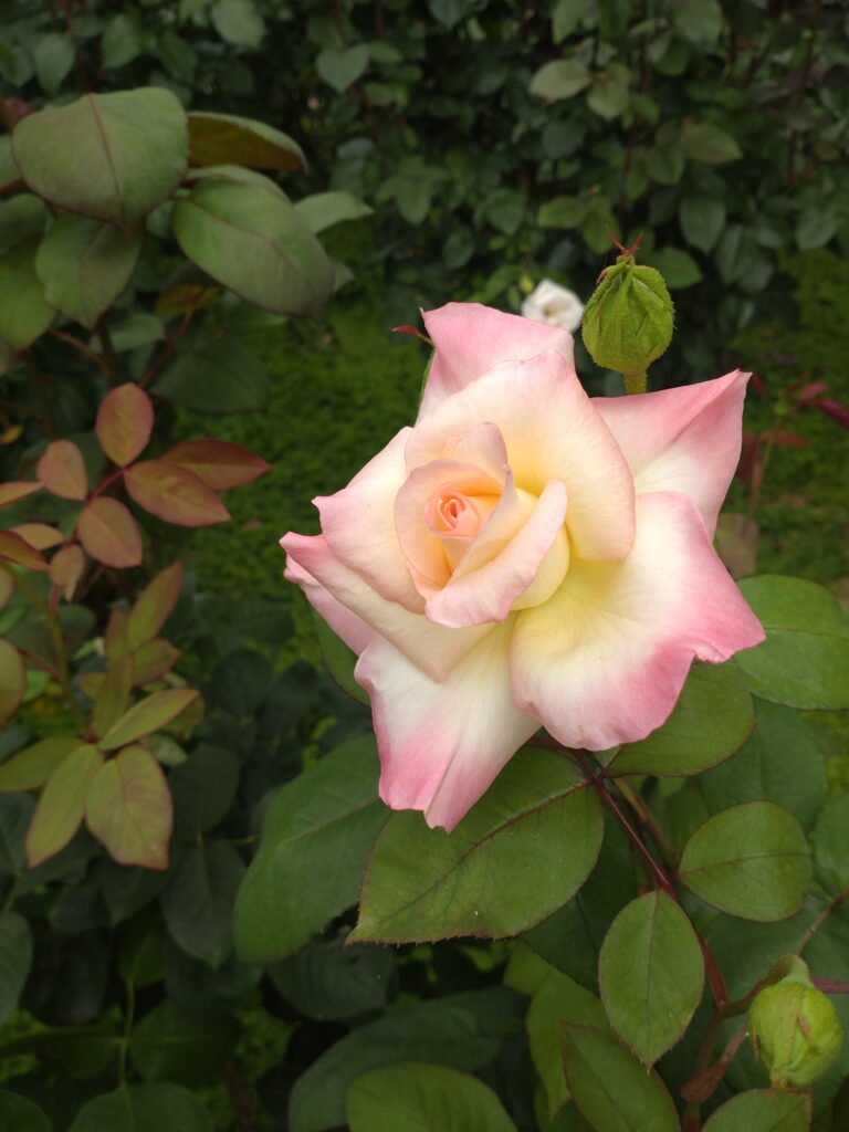 今治市菊間のバラ園の咲くバラ「ダイアナプリンセスオブウェールズ」
