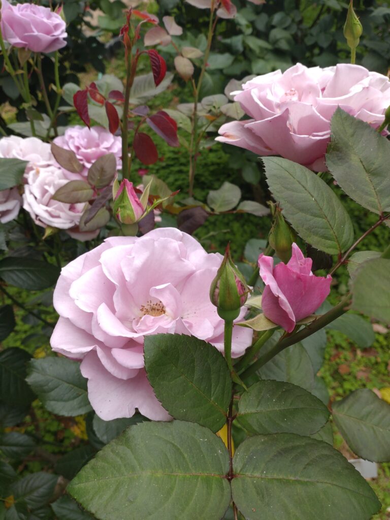 今治市菊間のバラ園の咲くバラ