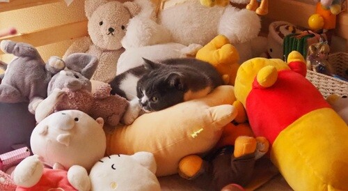 ぬいぐるみに癒される猫